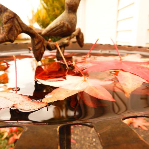 Autumn bird bath